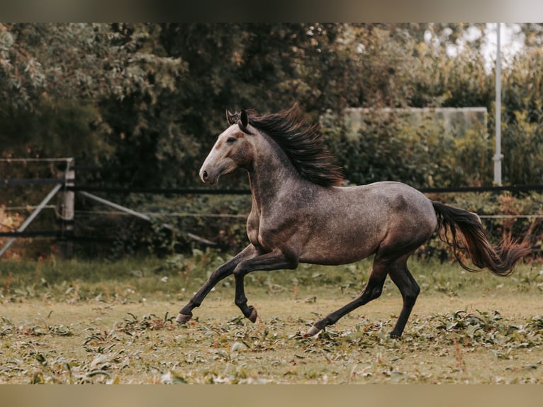 Lusitano Castrone 3 Anni 158 cm Può diventare grigio in Isselburg