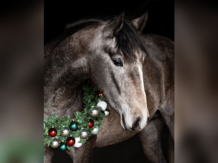 Lusitano Castrone 3 Anni 158 cm Può diventare grigio in Isselburg