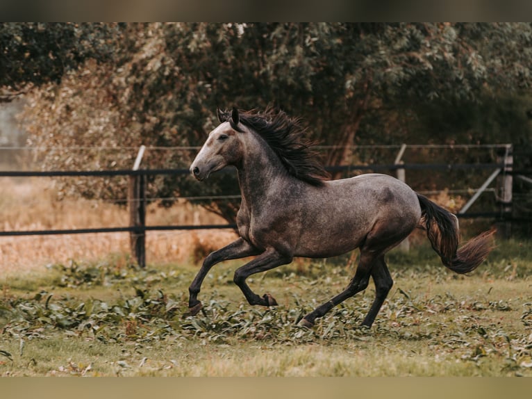 Lusitano Castrone 3 Anni 158 cm Può diventare grigio in Isselburg