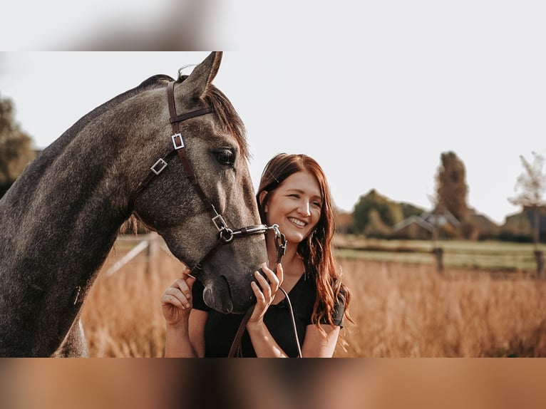 Lusitano Castrone 3 Anni 158 cm Può diventare grigio in Isselburg