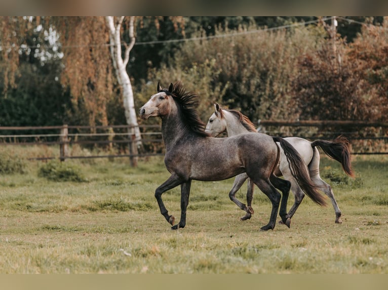 Lusitano Castrone 3 Anni 158 cm Può diventare grigio in Isselburg