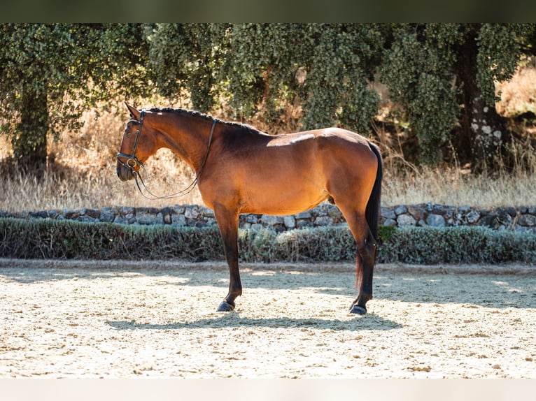 Lusitano Castrone 3 Anni 160 cm Baio scuro in Montecorto
