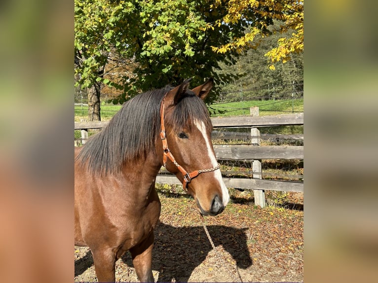 Lusitano Castrone 3 Anni 162 cm Baio in Dischingen