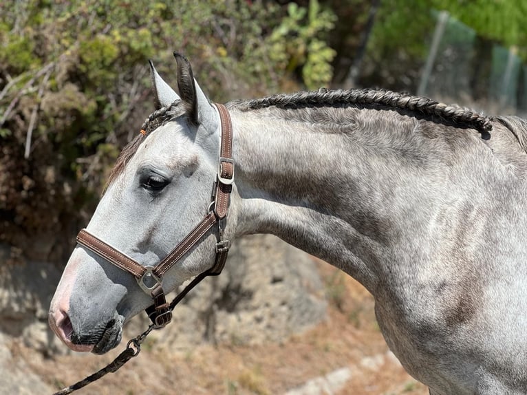 Lusitano Mix Castrone 3 Anni 162 cm Grigio in Rio Maior