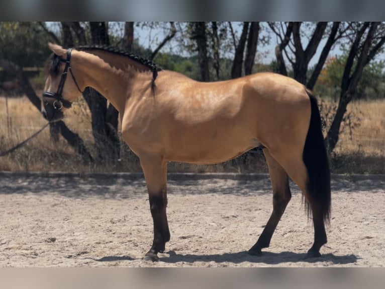 Lusitano Castrone 3 Anni 162 cm Pelle di daino in Seia