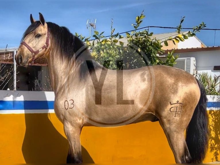 Lusitano Castrone 3 Anni 163 cm Baio chiaro in Collecchio