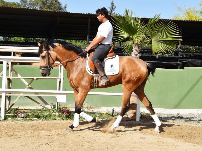 Lusitano Castrone 3 Anni 165 cm Falbo in Provinz Malaga