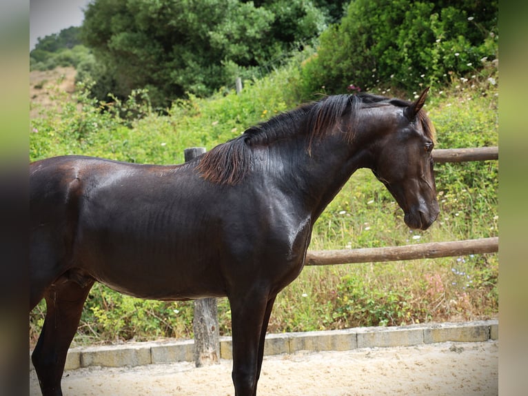 Lusitano Castrone 3 Anni 165 cm Morello in Ribamar