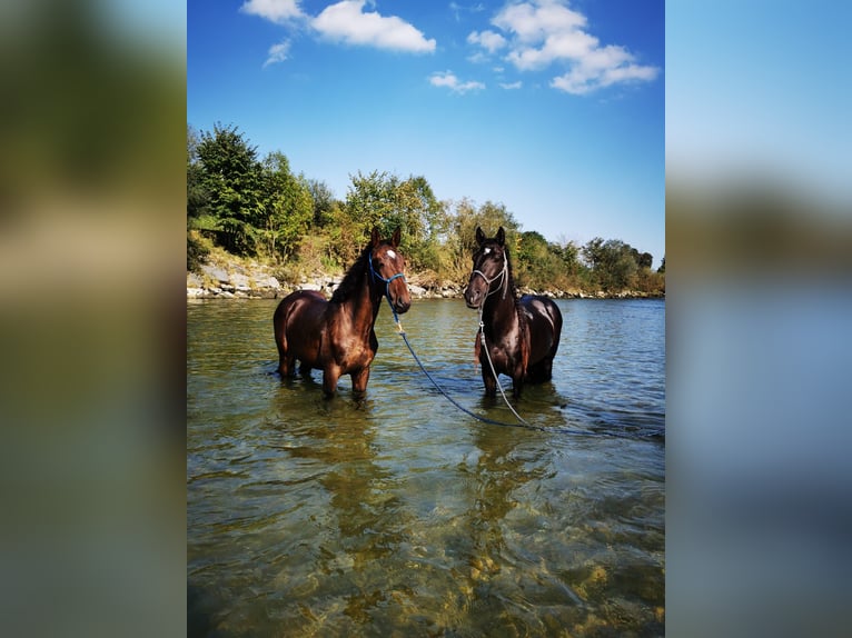 Lusitano Mix Castrone 3 Anni 167 cm Baio scuro in Amlikon-Bissegg