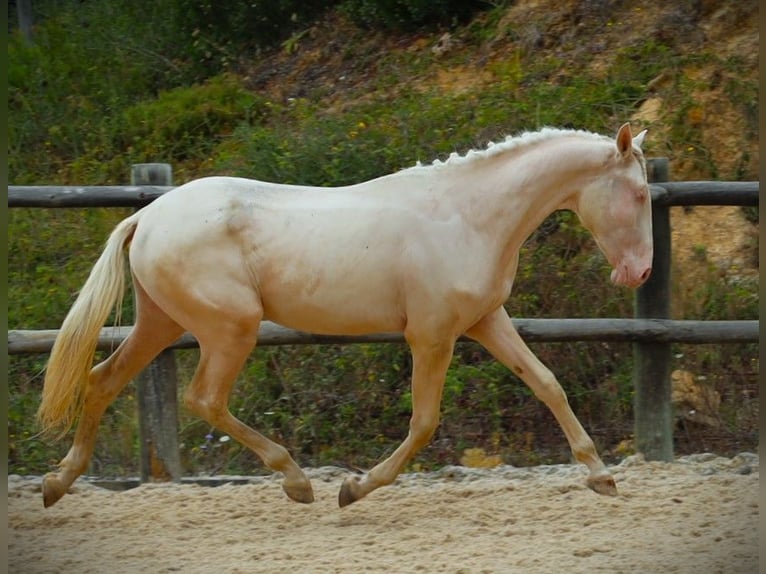 Lusitano Castrone 3 Anni 167 cm Cremello in Ribamar