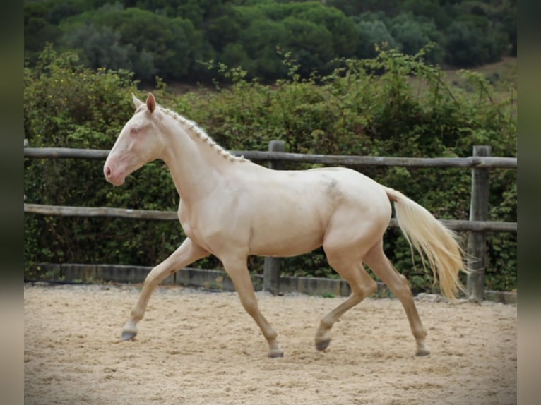 Lusitano Castrone 3 Anni 167 cm Cremello in Ribamar