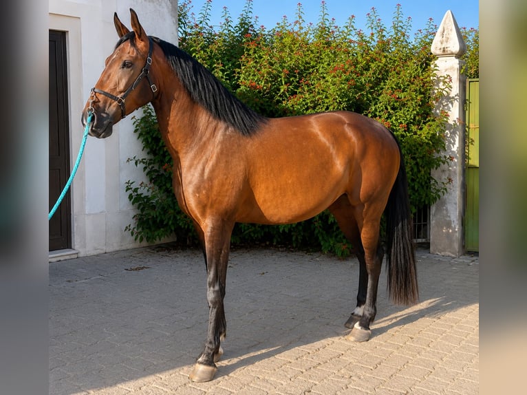Lusitano Castrone 3 Anni 169 cm Baio in Marinhais