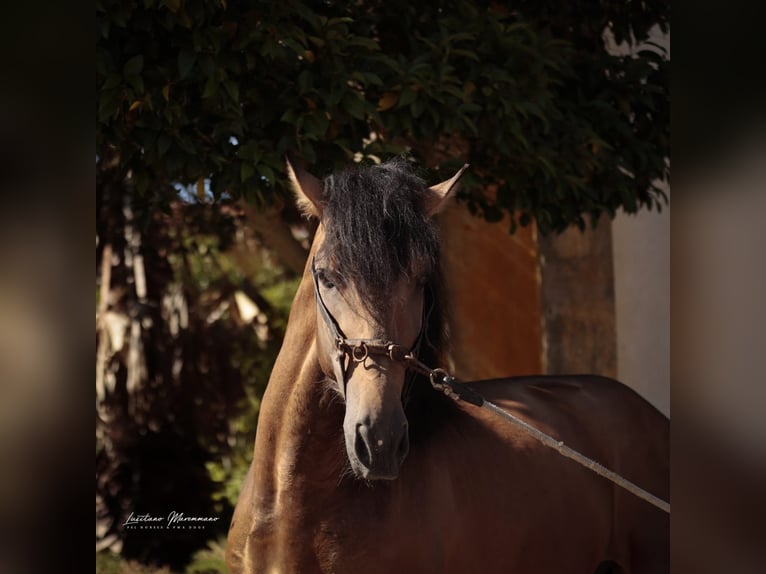 Lusitano Castrone 3 Anni 170 cm Pelle di daino in RIO MAIOR