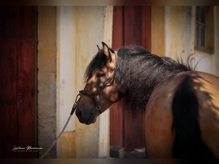 Lusitano Castrone 3 Anni 170 cm Pelle di daino in RIO MAIOR