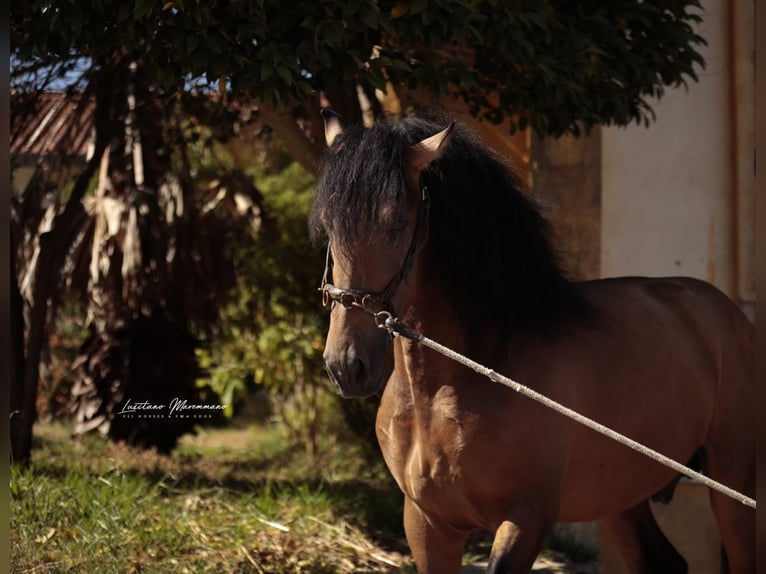 Lusitano Castrone 3 Anni 170 cm Pelle di daino in RIO MAIOR