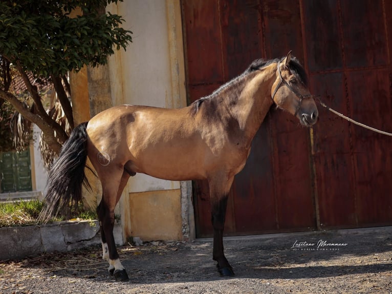 Lusitano Castrone 3 Anni 170 cm Pelle di daino in RIO MAIOR