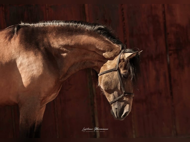 Lusitano Castrone 3 Anni 170 cm Pelle di daino in RIO MAIOR