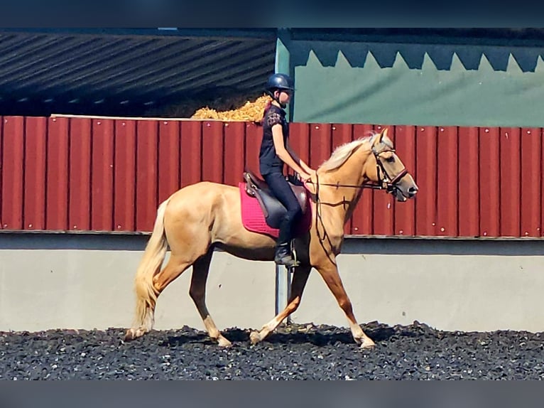 Lusitano Mix Castrone 3 Anni in Küssaberg