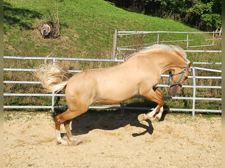 Lusitano Mix Castrone 3 Anni in Küssaberg