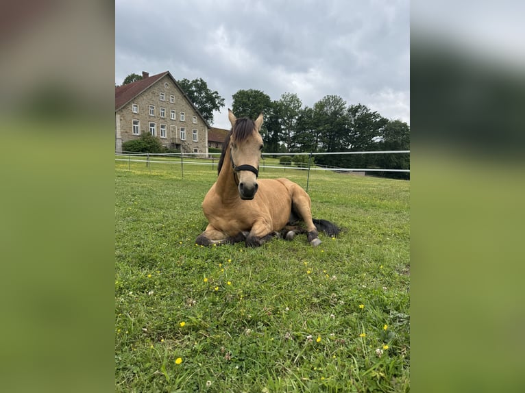 Lusitano Mix Castrone 4 Anni 149 cm Falbo in Hilter am Teutoburger Wald