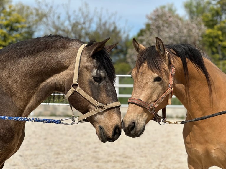 Lusitano Mix Castrone 4 Anni 149 cm Falbo in Hilter am Teutoburger Wald