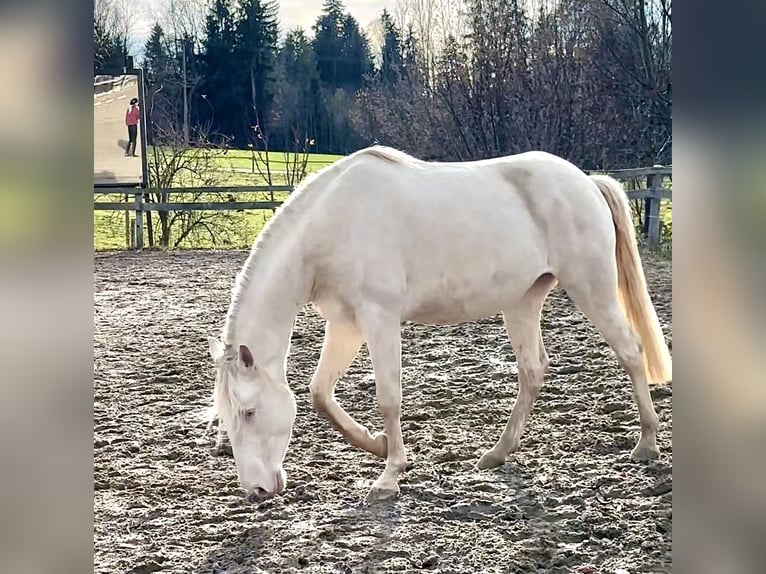 Lusitano Castrone 4 Anni 153 cm Cremello in Rosenheim