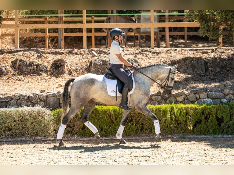 Lusitano Castrone 4 Anni 154 cm Grigio pezzato in Montecorto, Provinz Malaga