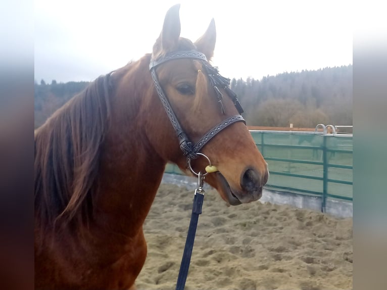 Lusitano Mix Castrone 4 Anni 155 cm Baio ciliegia in Tuttlingen