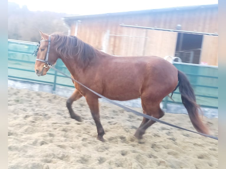 Lusitano Mix Castrone 4 Anni 155 cm Baio ciliegia in Tuttlingen