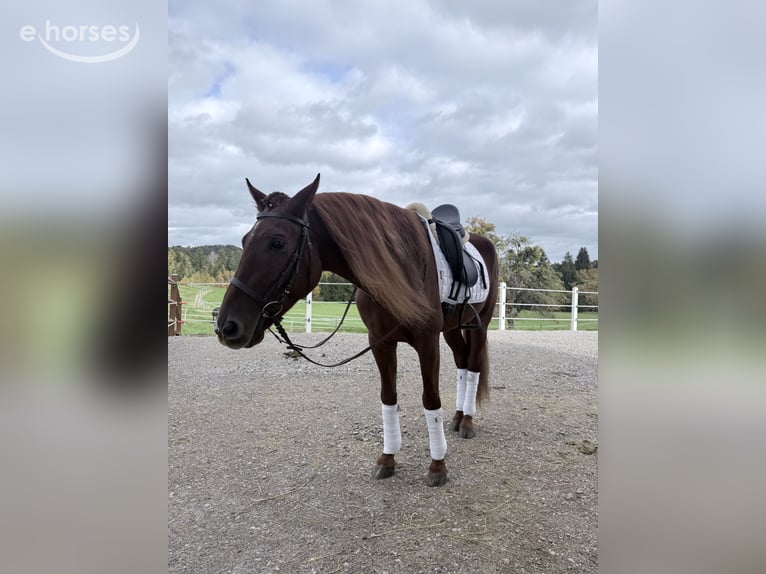 Lusitano Castrone 4 Anni 155 cm Sauro scuro in Koppl