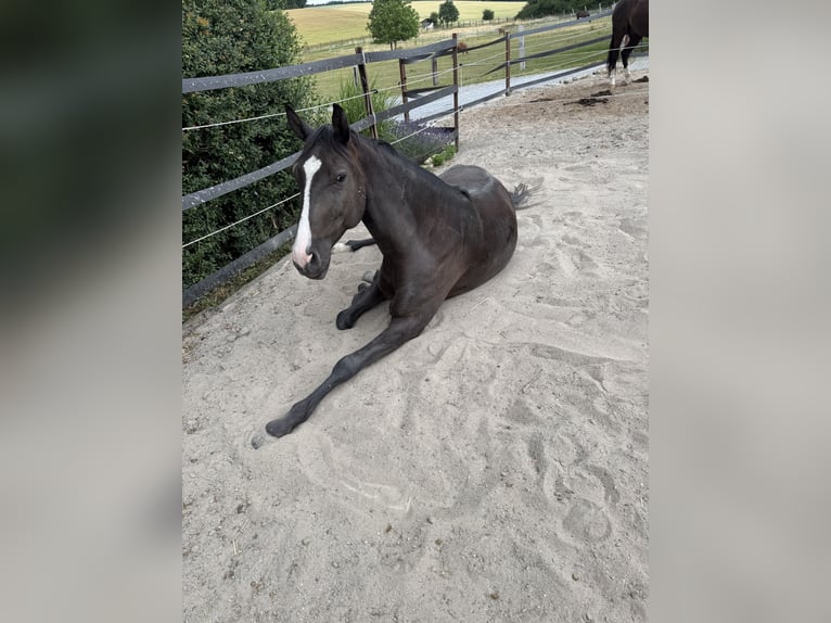 Lusitano Castrone 4 Anni 156 cm Baio scuro in Sch&#xF6;ntal