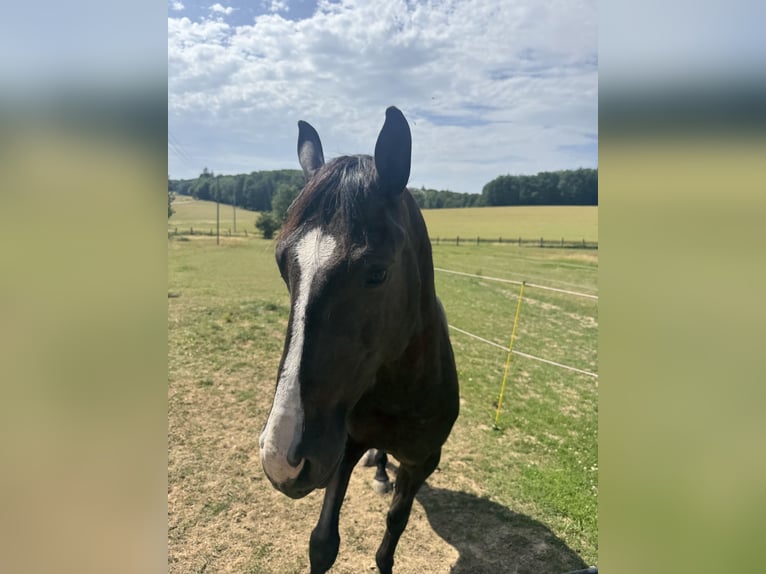 Lusitano Castrone 4 Anni 156 cm Baio scuro in Sch&#xF6;ntal