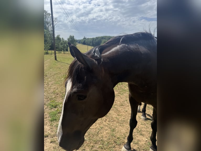 Lusitano Castrone 4 Anni 156 cm Baio scuro in Sch&#xF6;ntal