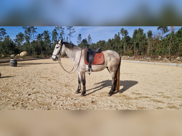 Lusitano Castrone 4 Anni 156 cm Grigio trotinato in Farminhão