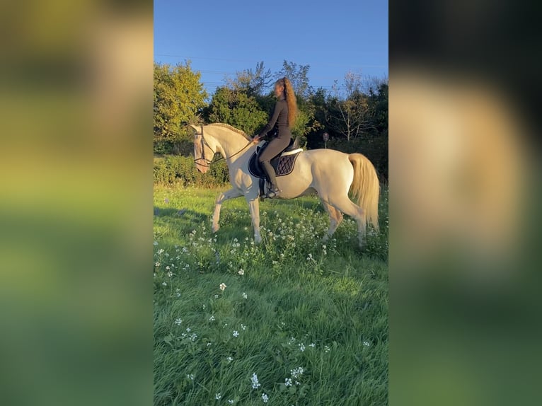 Lusitano Castrone 4 Anni 157 cm Cremello in Arles