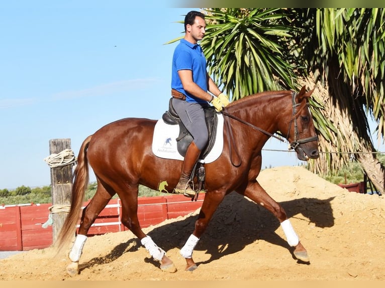 Lusitano Castrone 4 Anni 157 cm Sauro in Provinz Cordoba