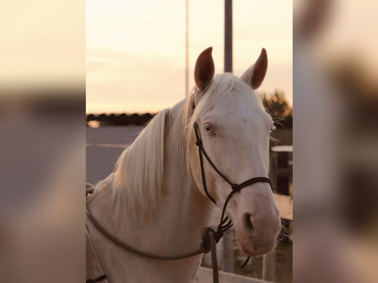 Lusitano Castrone 4 Anni 158 cm Cremello in Gimbsheim