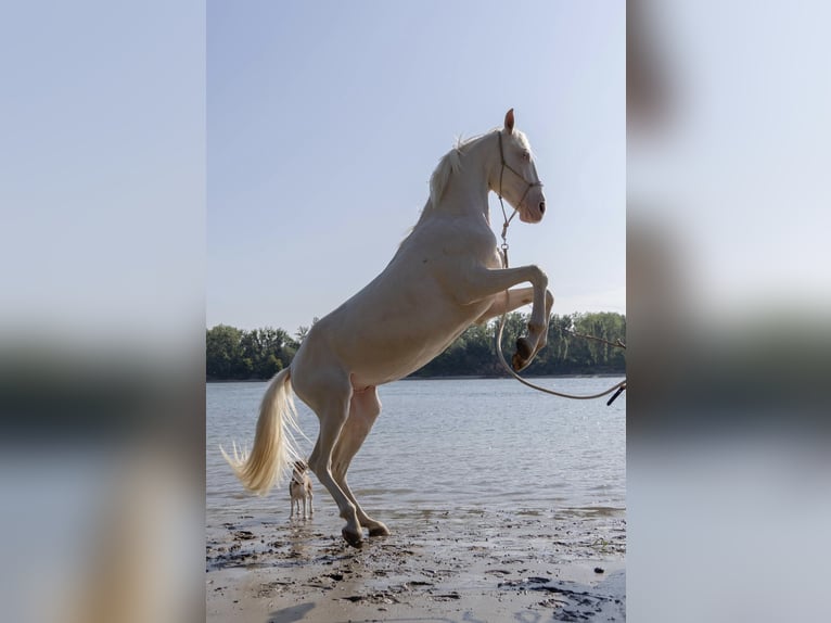 Lusitano Castrone 4 Anni 158 cm Cremello in Gimbsheim