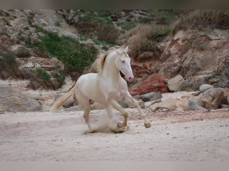 Lusitano Castrone 4 Anni 158 cm Cremello in RIO MAIOR