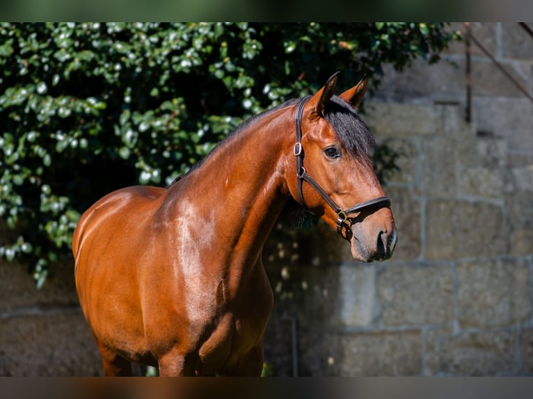 Lusitano Castrone 4 Anni 160 cm Baio in Guimarães