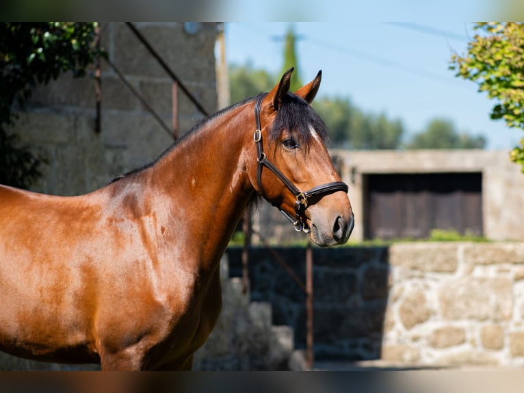 Lusitano Castrone 4 Anni 160 cm Baio in Guimarães