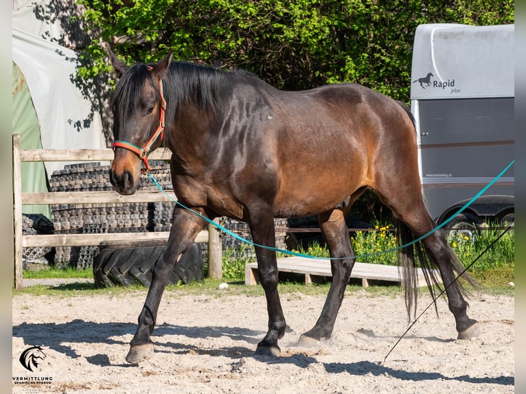 Lusitano Castrone 4 Anni 160 cm Baio scuro in Langenthal