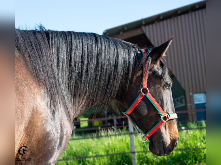 Lusitano Castrone 4 Anni 160 cm Baio scuro in Langenthal