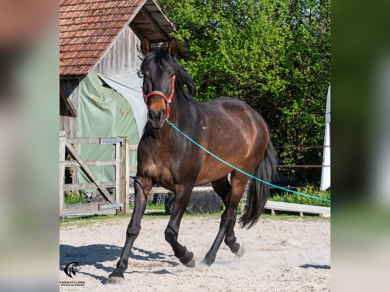 Lusitano Castrone 4 Anni 160 cm Baio scuro in Langenthal