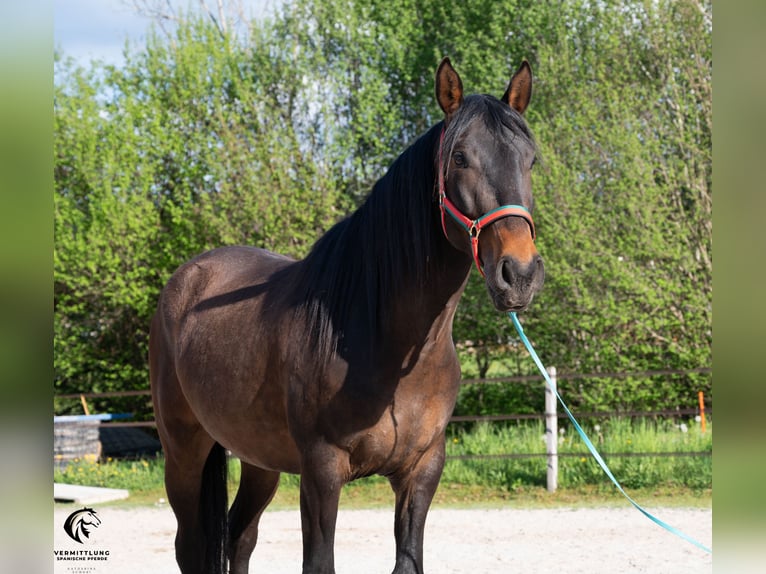 Lusitano Castrone 4 Anni 160 cm Baio scuro in Langenthal