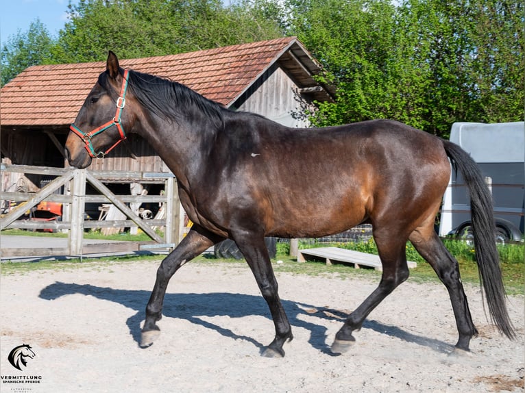 Lusitano Castrone 4 Anni 160 cm Baio scuro in Langenthal
