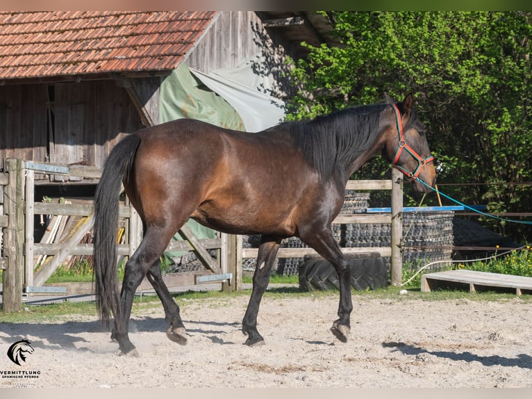 Lusitano Castrone 4 Anni 160 cm Baio scuro in Langenthal