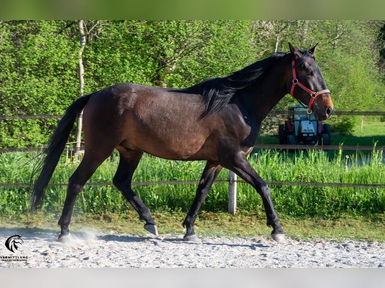 Lusitano Castrone 4 Anni 160 cm Baio scuro in Langenthal