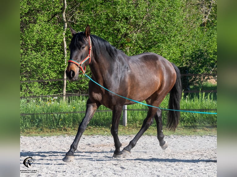 Lusitano Castrone 4 Anni 160 cm Baio scuro in Langenthal