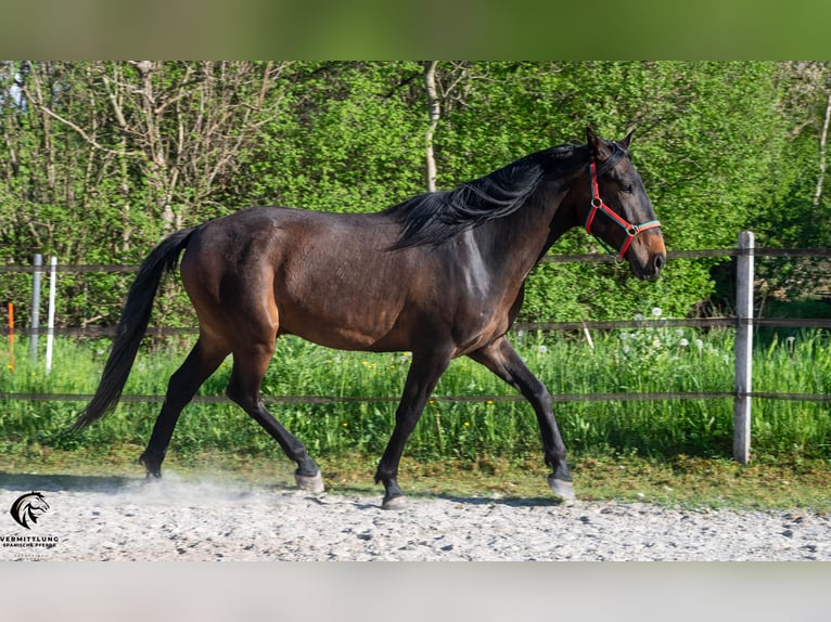 Lusitano Castrone 4 Anni 160 cm Baio scuro in Langenthal